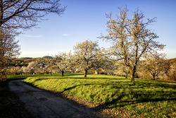 Dittweiler, Süßkirschenbäume im Frühling