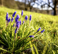 Frühlingsblüten