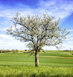 Dittweiler, Süßkirschenbaum im Frühling