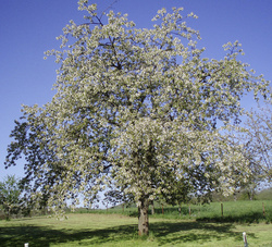 Kirschbaum im Frühling, Dittweiler