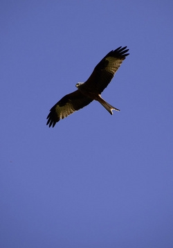 Vogel und blauer Himmel