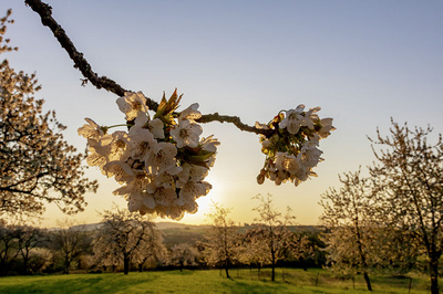 Süßkirschenblüten Dittweiler