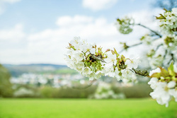 Kirschblüten