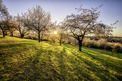 Süßkirschenanbau, Dittweiler, Kirschenblüten, Frühling