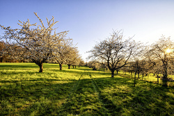 Dittweiler, Kirschenblüten, Frühling