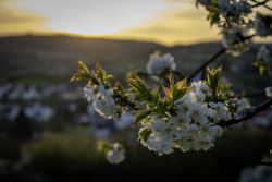 Frühling in Dittweiler