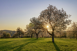 Kirschblüten, Süßkirschenblüten, Süßkirschenbäume im Frühling