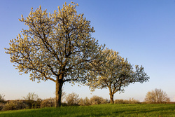 Süßkirschenbäume, Kirschblüten