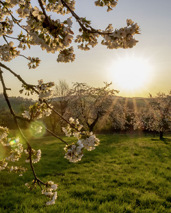 Kirschenblüten