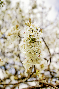 Kirschblüten