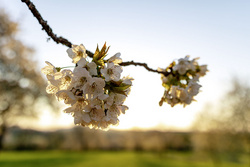 Kirschblüten