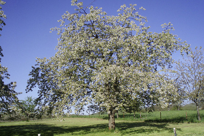 Dittweiler, Süßkirschenbaum im Frühling