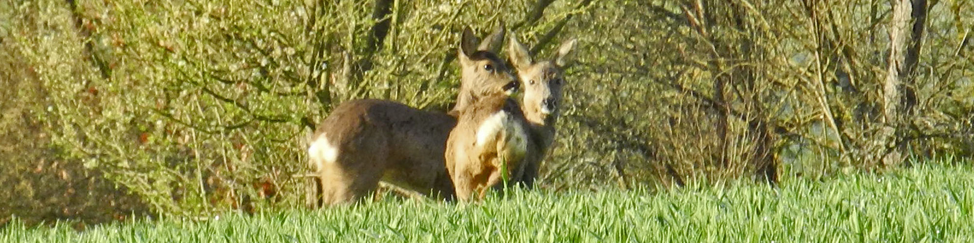 Wanderweg, Rehe am Waldrand