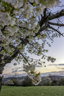  Kirschblüte in Dittweiler