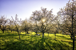 Dittweiler, Süßkirschenbäume im Frühling