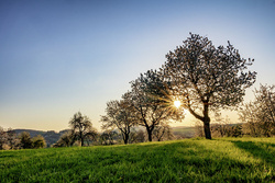 Dittweiler im Frühling