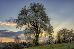 Kirschblüte in Dittweiler, Abendstimmung