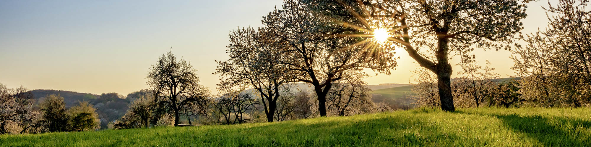 Dittweiler, Süßkirschenbäume im Frühling